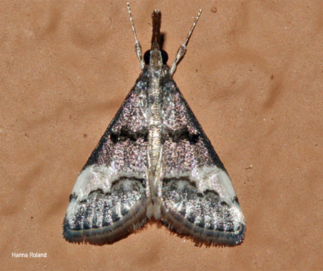 Autocharis albiplaga